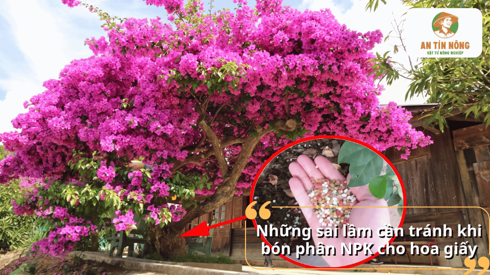 Những sai lầm cần tránh khi bón phân NPK cho hoa giấy để không ảnh hưởng đến khả năng sinh trưởng và ra hoa.