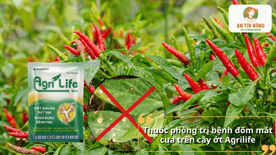 Thuốc Agrilife phòng trị bệnh đốm mắt cua trên cây ớt, hỗ trợ kiểm soát nấm bệnh hiệu quả.