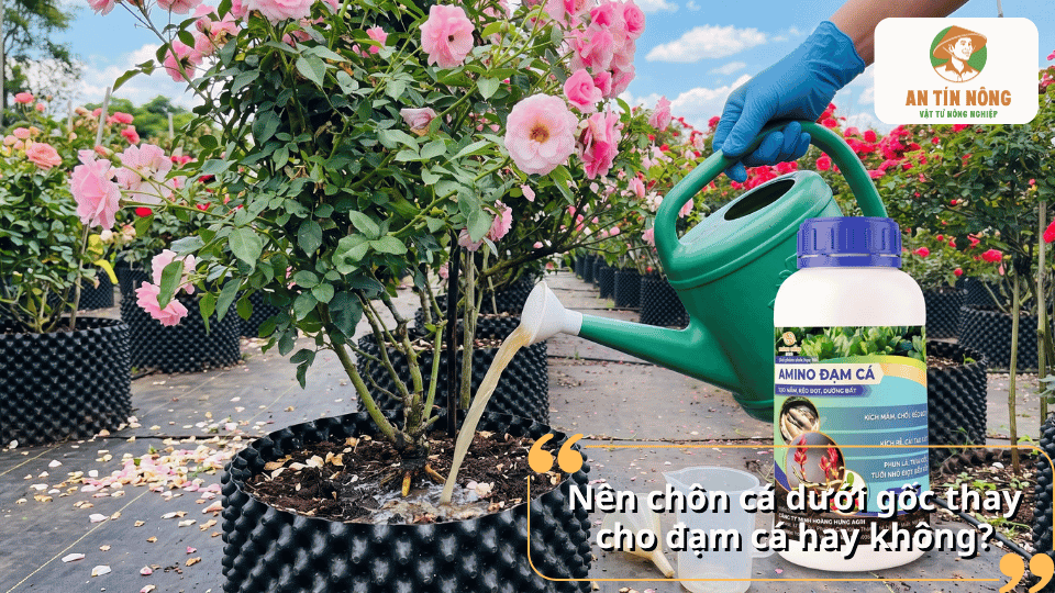 Có nên chôn cá dưới gốc thay cho đạm cá hay không khi chăm sóc cây hoa hồng.