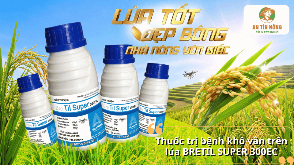 Thuốc Bretil Super 300EC hỗ trợ trị bệnh khô vằn trên lúa, giúp cây khỏe và phát triển ổn định.