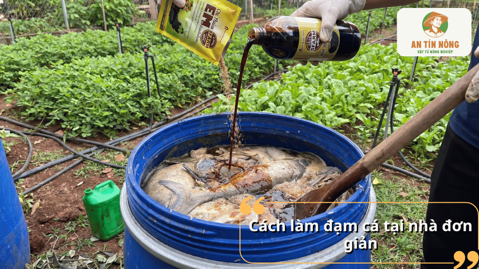 Hướng dẫn cách làm đạm cá tại nhà đơn giản để tưới rau sạch và tiết kiệm chi phí.