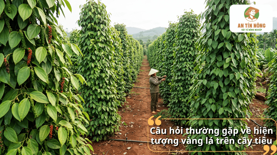Giải đáp các câu hỏi thường gặp về hiện tượng cây hồ tiêu bị vàng lá, nguyên nhân, cách nhận biết và biện pháp khắc phục hiệu quả.
