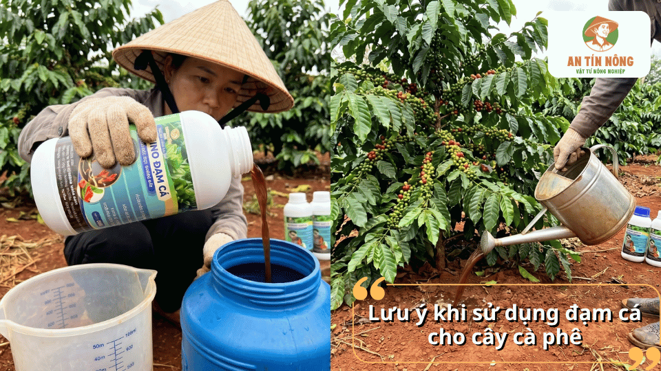 Những lưu ý khi sử dụng đạm cá cho cây cà phê như pha đúng tỷ lệ, tưới vào thời điểm phù hợp và không lạm dụng để đạt hiệu quả tối ưu.