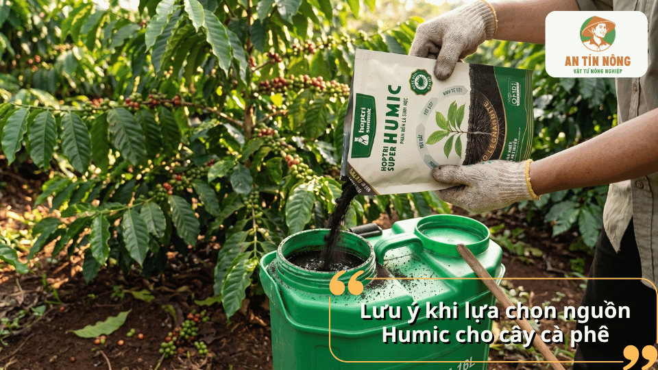 Lưu ý khi lựa chọn nguồn Humic chất lượng cho cây cà phê.