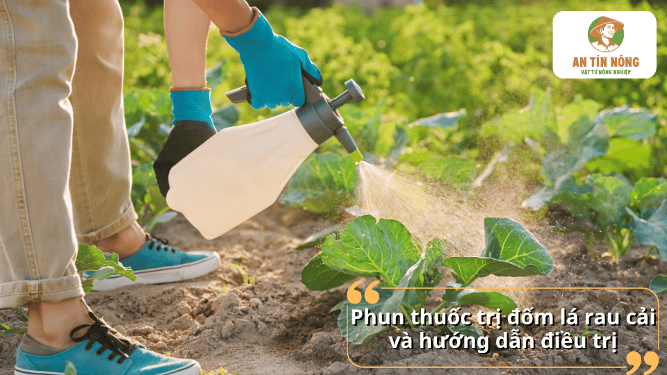 Phun thuốc trị bệnh đốm lá trên rau cải đúng cách giúp kiểm soát bệnh hiệu quả.