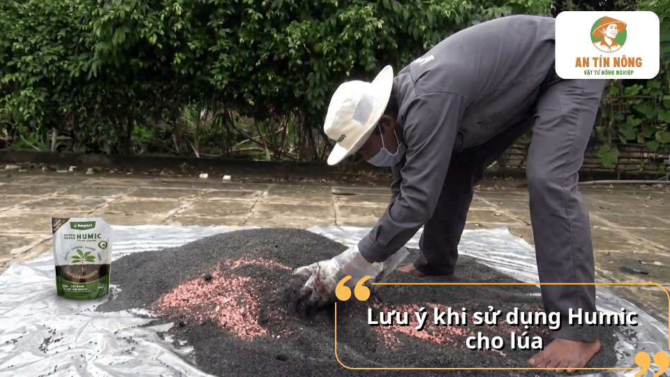 Lưu ý khi sử dụng Humic cho lúa để phát huy hiệu quả, hạn chế thất thoát dinh dưỡng.