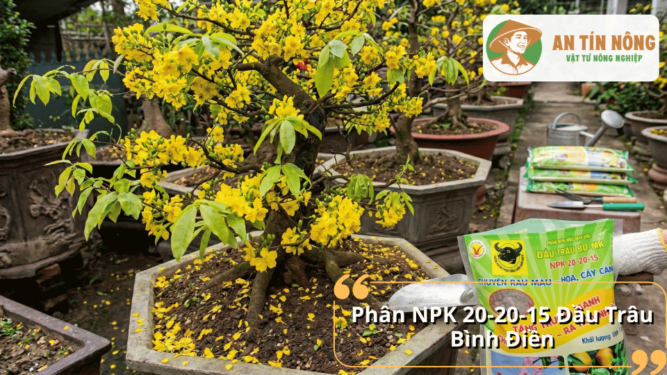 Phân NPK 20-20-15 Đầu Trâu Bình Điền bổ sung dinh dưỡng cân đối giúp mai vàng phát triển ổn định, tăng khả năng ra nụ và nuôi hoa.