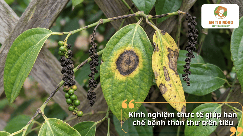 Chia sẻ kinh nghiệm phòng bệnh thán thư trên cây tiêu bằng cách quản lý dinh dưỡng, tưới tiêu hợp lý và theo dõi vườn thường xuyên.