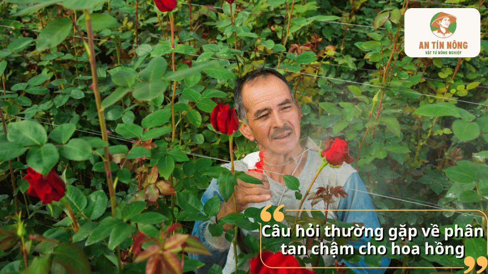 Giải đáp câu hỏi thường gặp về phân tan chậm cho hoa hồng