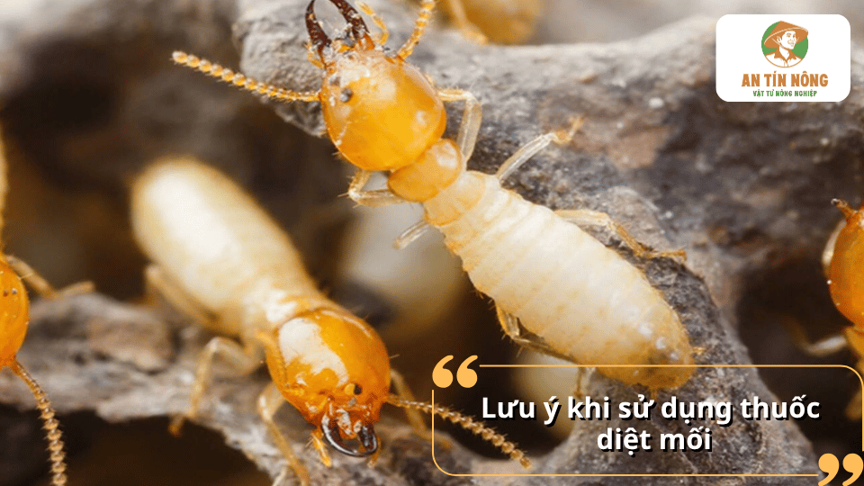 Lưu ý khi sử dụng thuốc diệt mối an toàn và hiệu quả