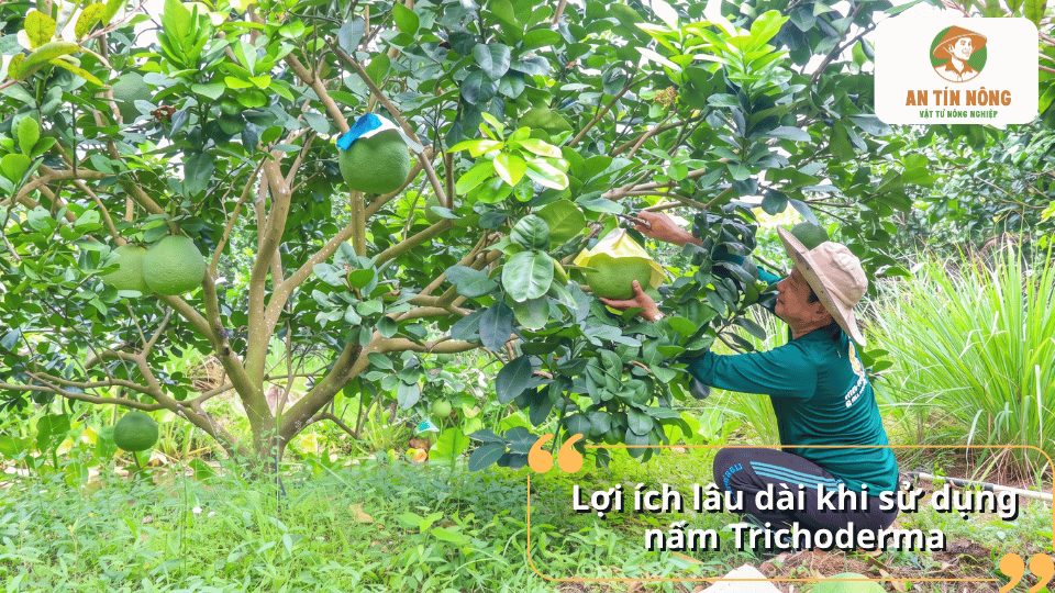 Lợi ích lâu dài của nấm Trichoderma đối với cây ăn trái