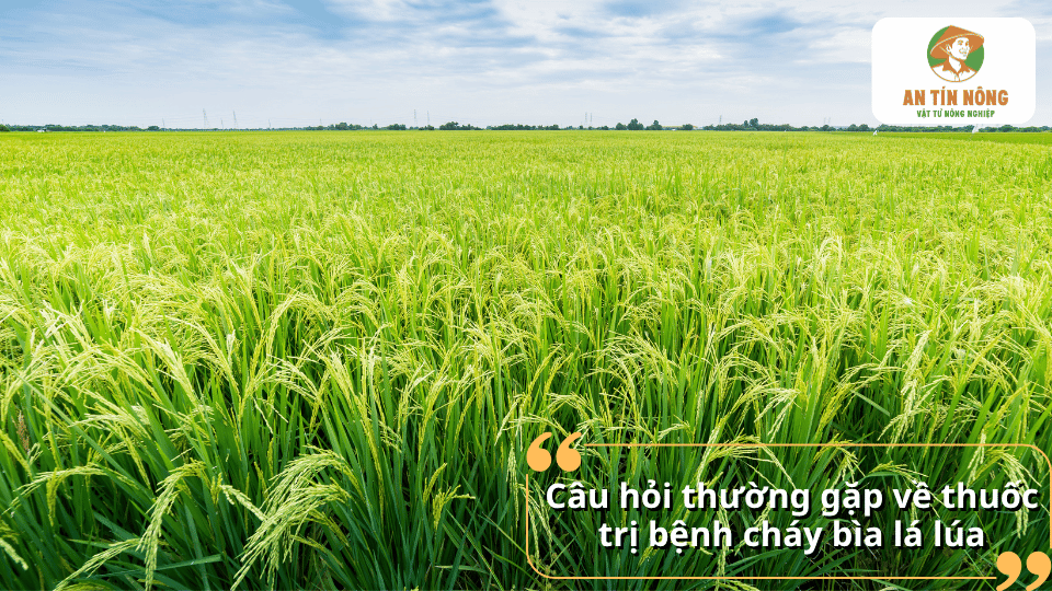 Ruộng lúa khỏe mạnh minh họa các câu hỏi thường gặp về thuốc trị bệnh cháy bìa lá lúa.