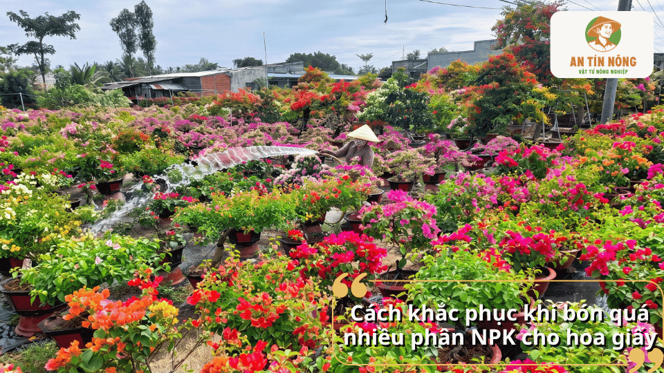 Cách khắc phục khi bón quá nhiều phân NPK cho hoa giấy giúp cây nhanh phục hồi và phát triển ổn định.