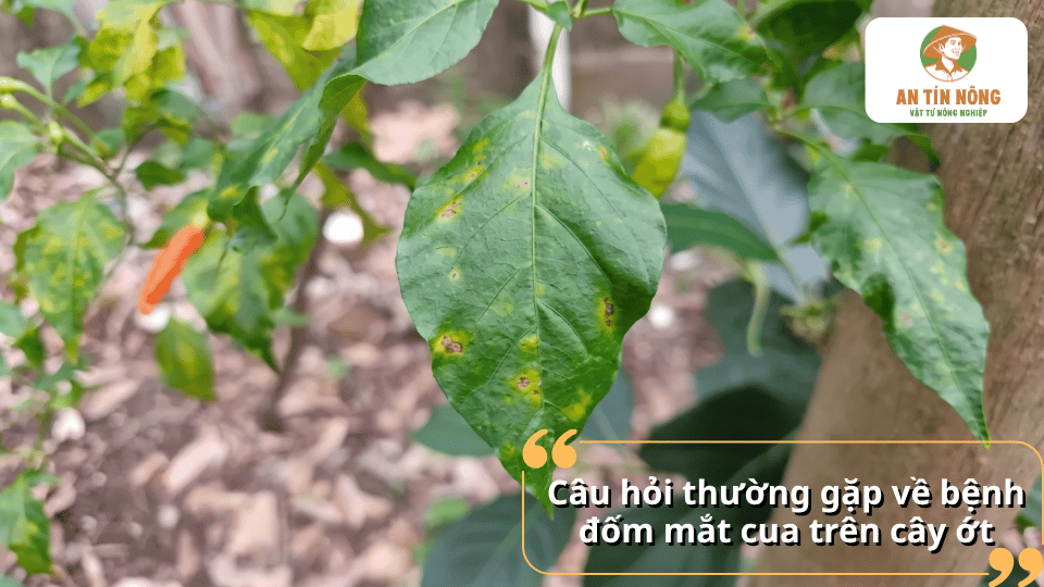 Câu hỏi thường gặp về bệnh đốm mắt cua trên cây ớt và cách xử lý khi cây bị nhiễm bệnh.