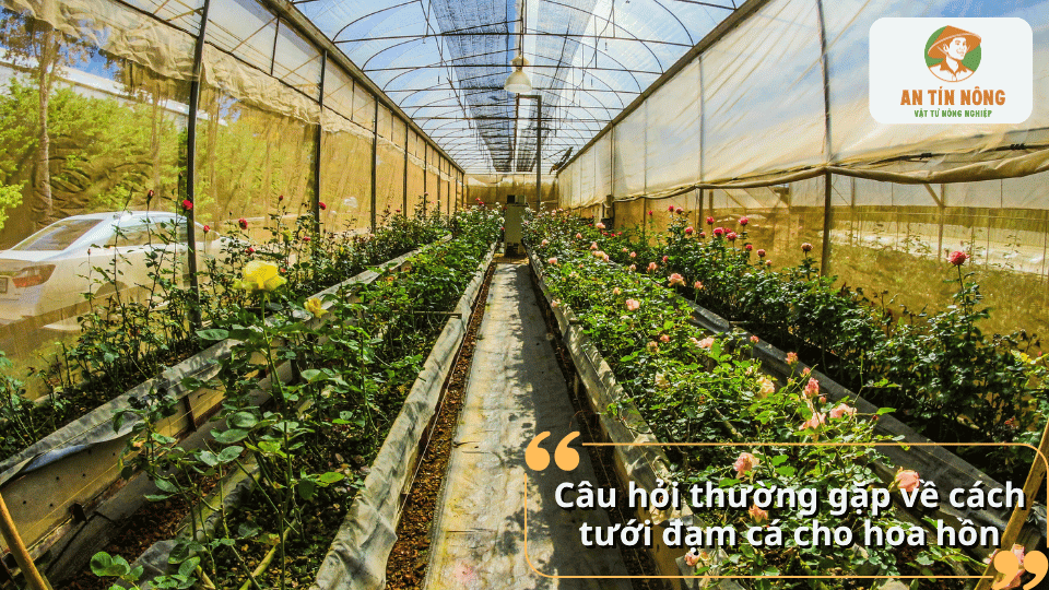 Giải đáp các câu hỏi thường gặp về cách sử dụng đạm cá cho hoa hồng hiệu quả.