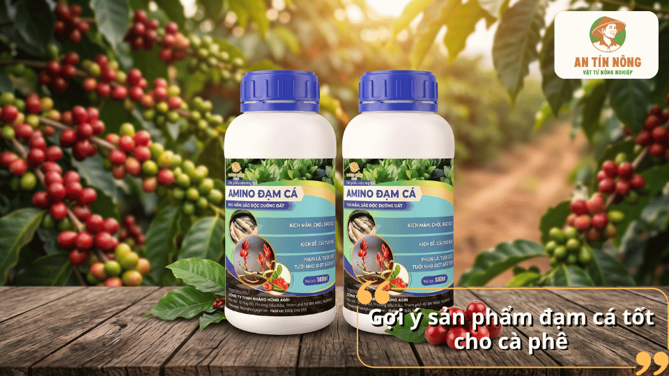 Gợi ý sản phẩm đạm cá Amino chất lượng cao giúp bổ sung dinh dưỡng hữu cơ, kích rễ, nuôi trái và nâng cao năng suất cây cà phê.