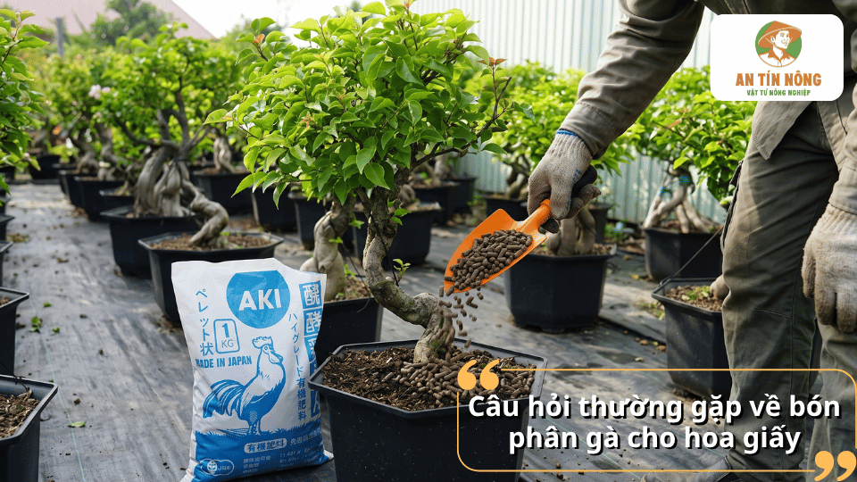 Giải đáp các câu hỏi thường gặp về bón phân gà cho hoa giấy.