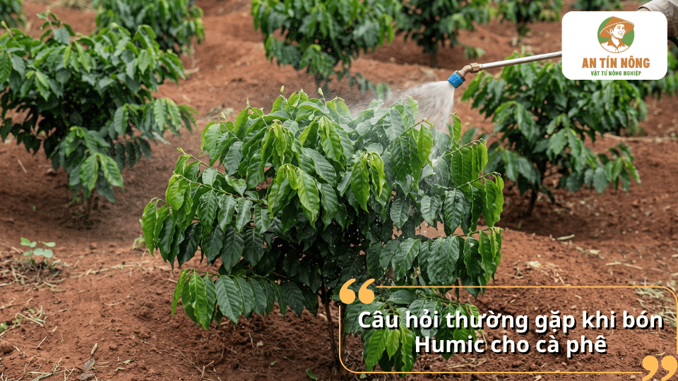 Giải đáp các câu hỏi thường gặp khi bón Humic cho cà phê.