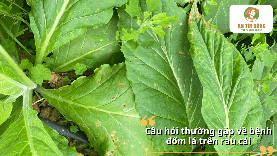 Giải đáp câu hỏi thường gặp về bệnh đốm lá trên rau cải và cách phòng trị hiệu quả.