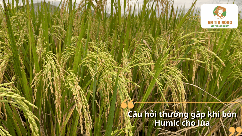Câu hỏi thường gặp về cách bón Humic cho lúa và hướng dẫn sử dụng đúng kỹ thuật.