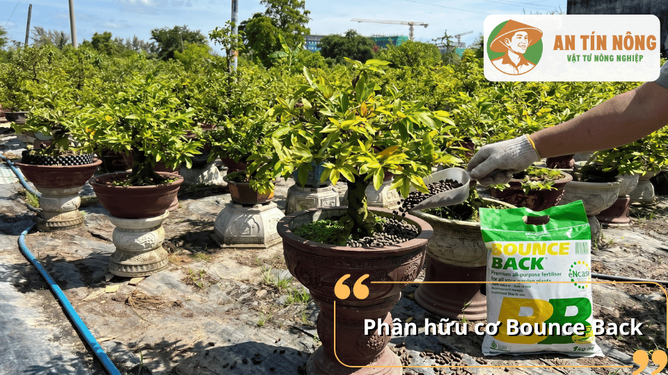 Phân hữu cơ Bounce Back giúp cải thiện độ phì đất, kích thích bộ rễ phát triển và tăng hiệu quả hấp thu dinh dưỡng cho mai vàng.