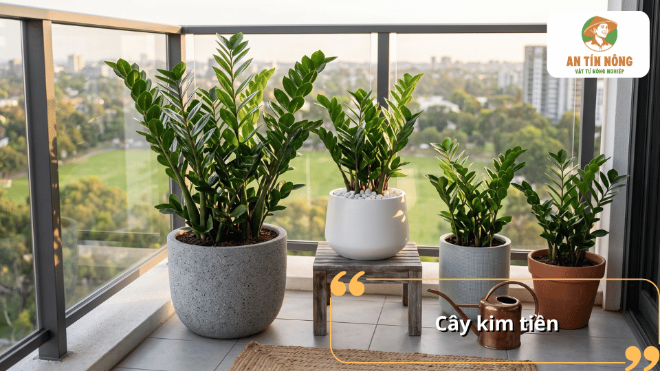 Cây kim tiền trồng nhiều chậu trên ban công, có lá xanh bóng và khả năng thích nghi tốt.