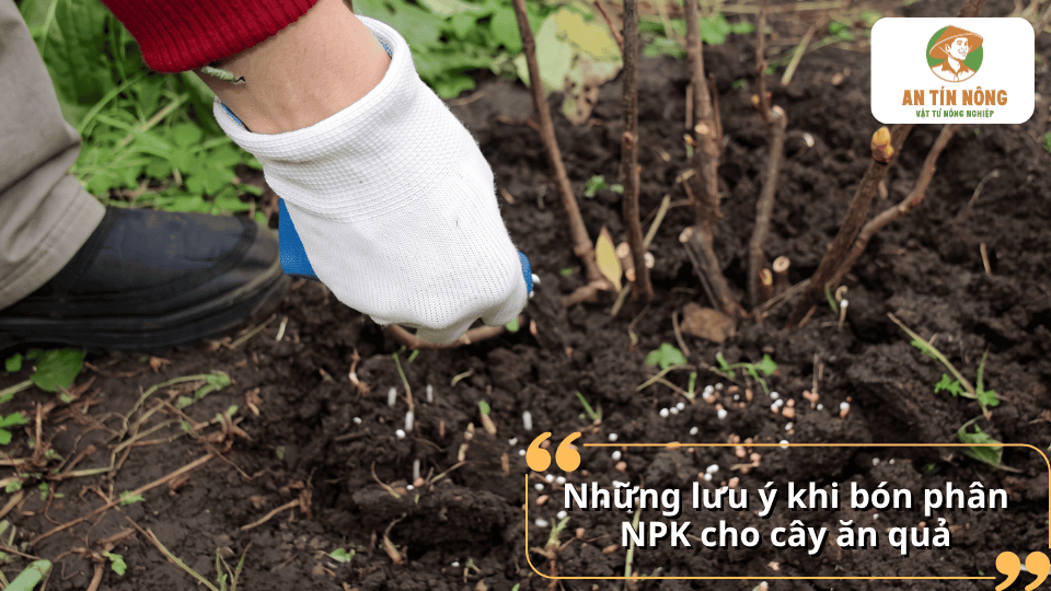 Những lưu ý khi bón phân NPK cho cây ăn quả với lượng phân được rải quanh vùng rễ