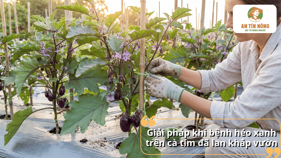 Chăm sóc và cố định cây cà tím nhằm hạn chế bệnh héo xanh lây lan.