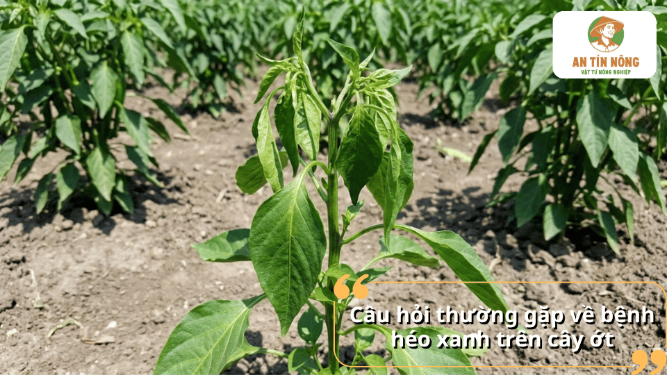 Câu hỏi thường gặp về bệnh héo xanh trên cây ớt và cách nhận biết, phòng ngừa hiệu quả.