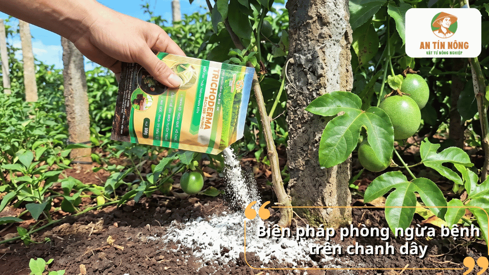 Biện pháp phòng ngừa bệnh trên chanh dây bằng cách xử lý đất và chăm sóc cây đúng kỹ thuật