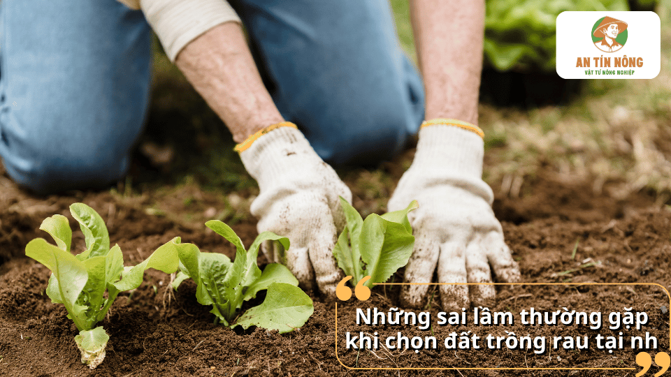 Những sai lầm thường gặp khi chọn đất trồng rau tại nhà cần tránh.