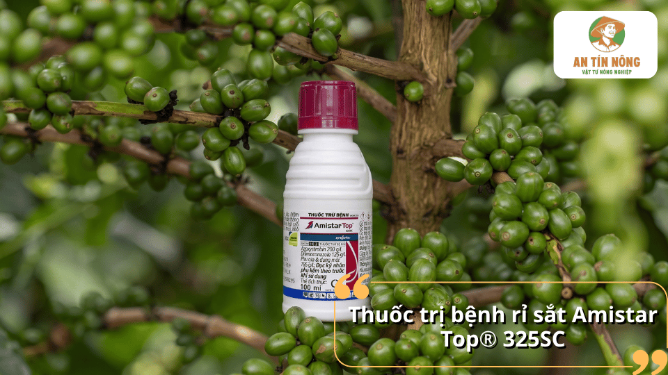 Thuốc trị bệnh rỉ sắt Amistar Top 325SC giúp kiểm soát nấm bệnh trên cà phê.