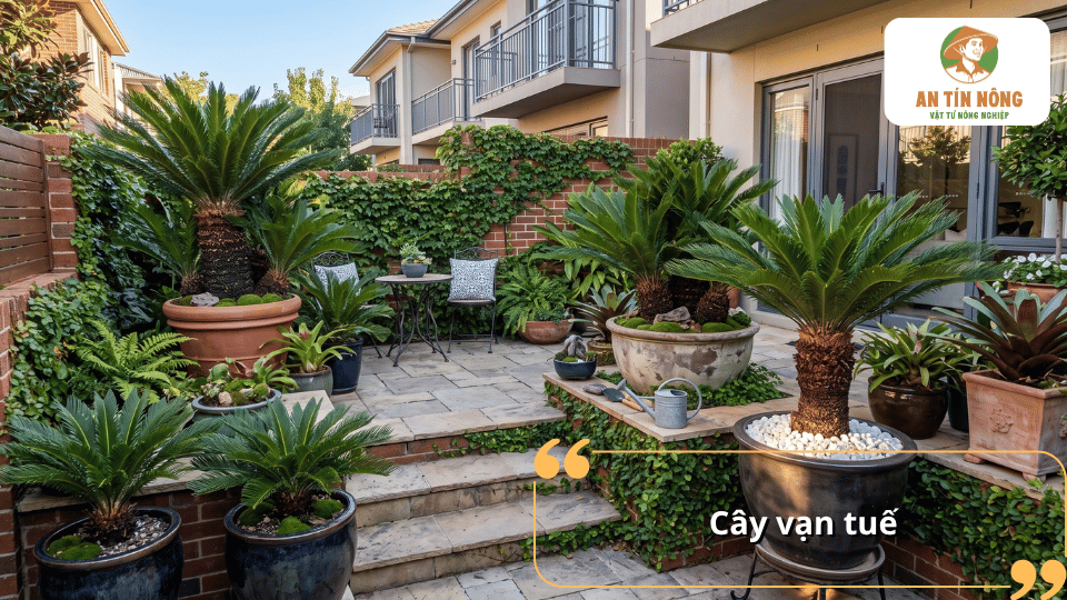 Cây vạn tuế trồng chậu với tán lá xanh xòe rộng, thích hợp trang trí sân vườn và không gian ngoài trời.