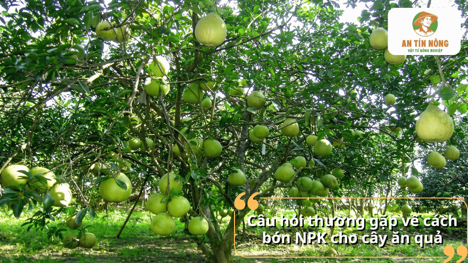 Vườn bưởi sai quả minh họa hiệu quả chăm sóc và bón phân NPK cho cây ăn quả