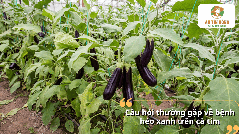 Cây cà tím khỏe mạnh với quả phát triển tốt sau khi kiểm soát bệnh héo xanh.