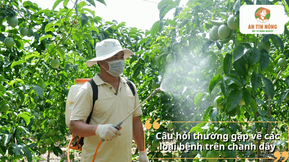 gười nông dân phun thuốc phòng trừ sâu bệnh cho cây chanh dây trong vườn trồng