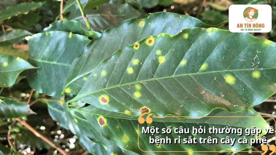 Giải đáp các câu hỏi thường gặp về bệnh rỉ sắt trên cây cà phê và cách xử lý.