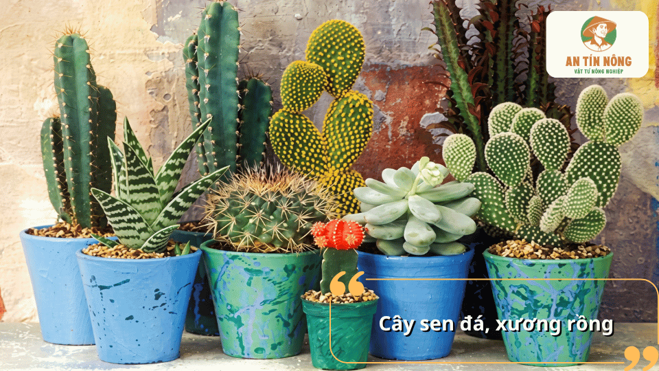 Các chậu sen đá và xương rồng đa dạng hình dáng, phù hợp trồng ở nơi có nhiều ánh nắng.