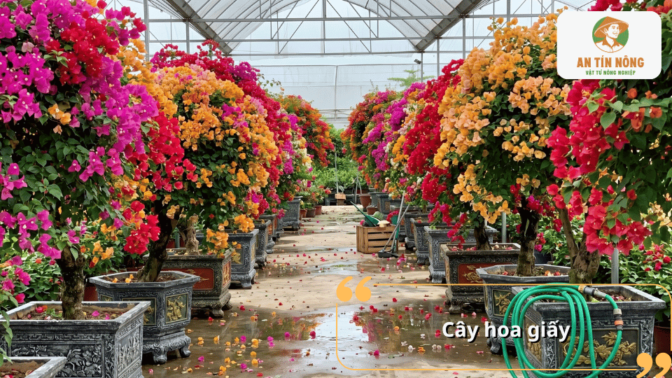 Cây hoa giấy nở rộ với nhiều màu sắc trong khu nhà kính, tạo không gian hoa rực rỡ.