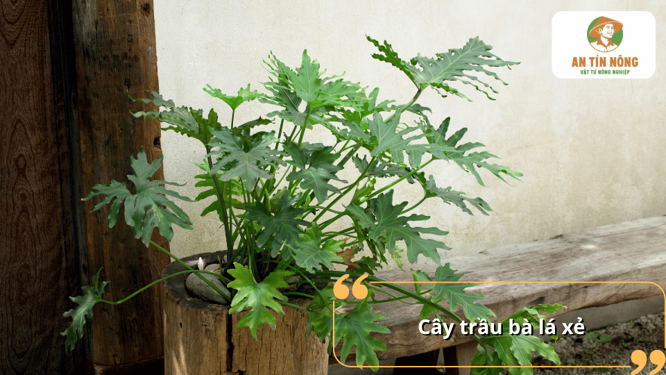 Cây trầu bà lá xẻ trồng chậu với tán lá xanh đặc trưng, phù hợp trang trí không gian sống.
