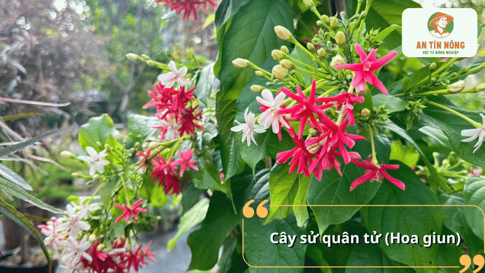 Cây sử quân tử hay hoa giun với những chùm hoa đỏ và trắng nổi bật trên nền lá xanh.