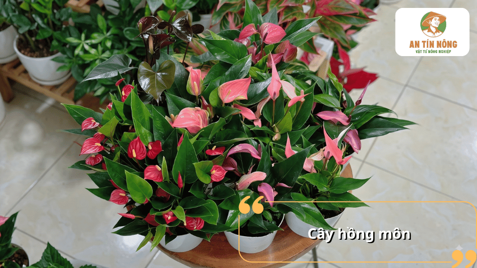Cây hồng môn với hoa đỏ và hồng nổi bật, được trồng nhiều chậu để trang trí không gian.