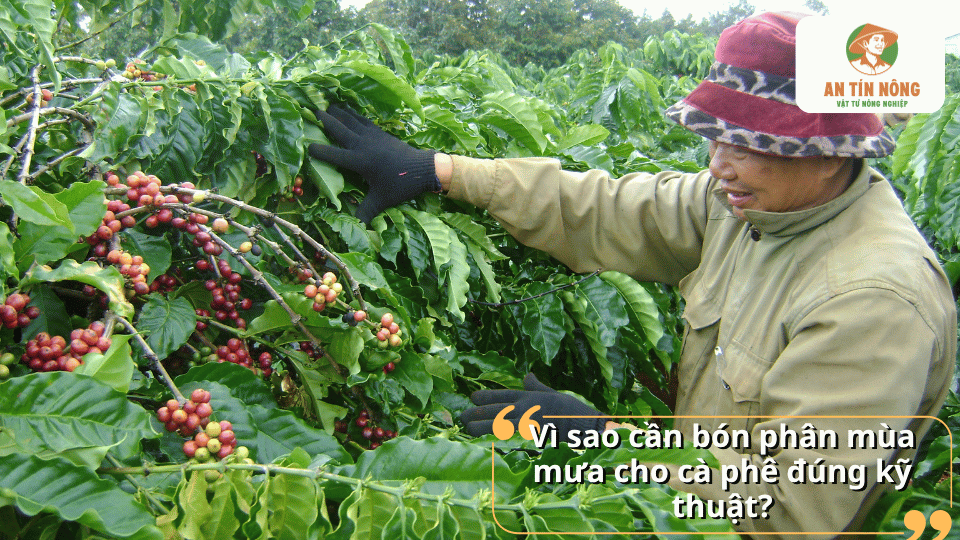 Bón phân mùa mưa đúng kỹ thuật giúp cây cà phê hấp thu dinh dưỡng hiệu quả, hạn chế rửa trôi và phát triển ổn định.