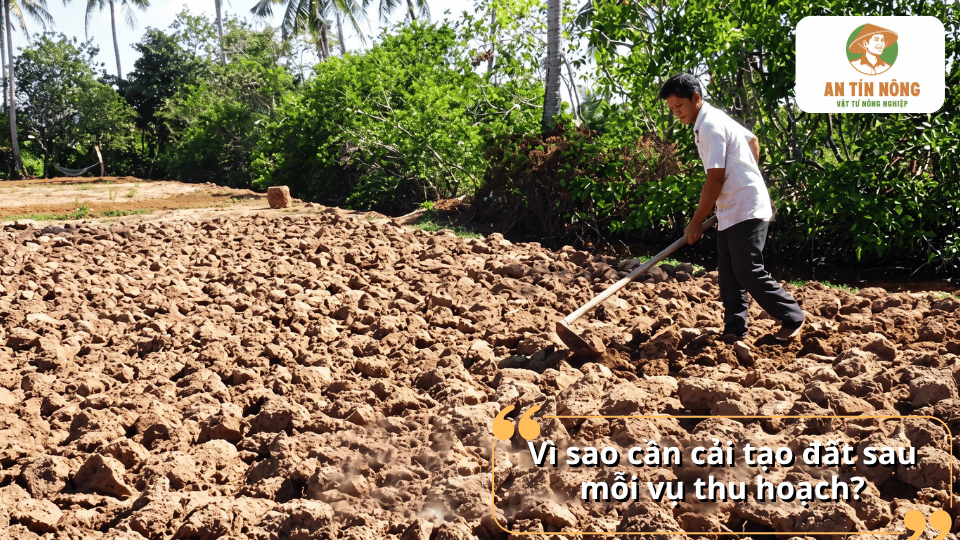 Vì sao cần cải tạo đất sau mỗi vụ thu hoạch để phục hồi dinh dưỡng và giúp cây trồng phát triển tốt.