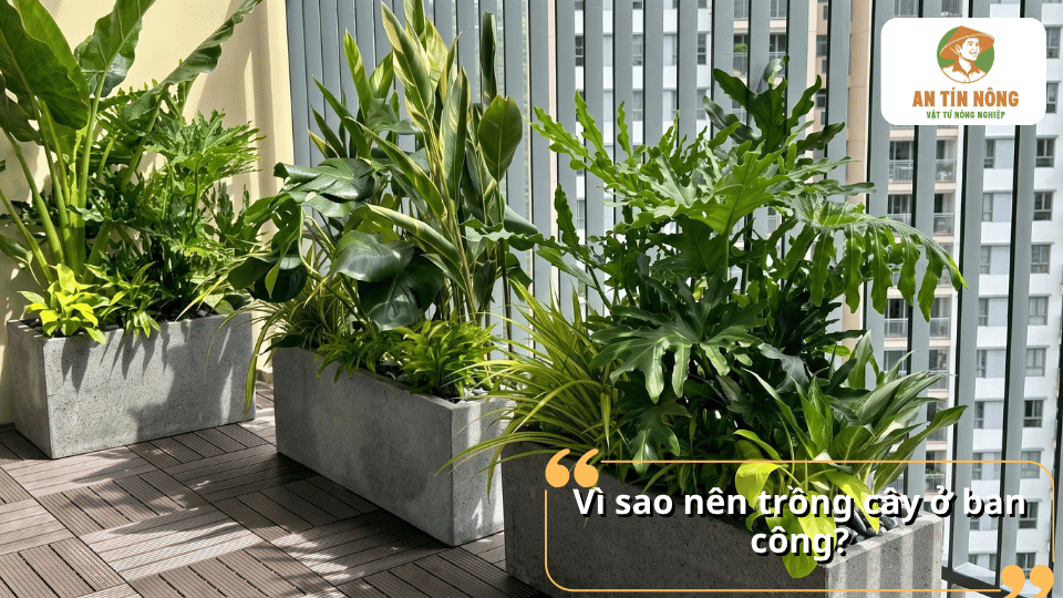 Các chậu cây xanh được trồng ở ban công nhiều ánh sáng, giúp tạo không gian xanh và thoáng mát.