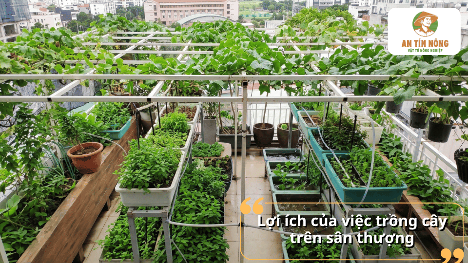 Vườn rau sân thượng với nhiều loại cây xanh được trồng trong chậu và thùng trên hệ thống kệ.
