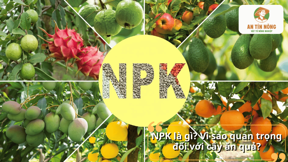 NPK là gì và vai trò của phân NPK đối với cây ăn quả qua hình ảnh nhiều loại trái cây
