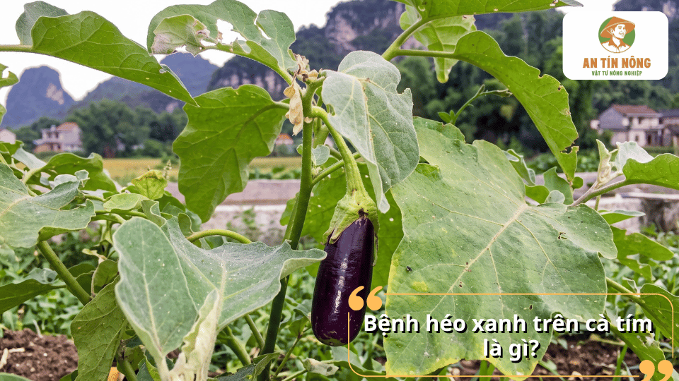 Cây cà tím có dấu hiệu héo xanh do bệnh gây ra.