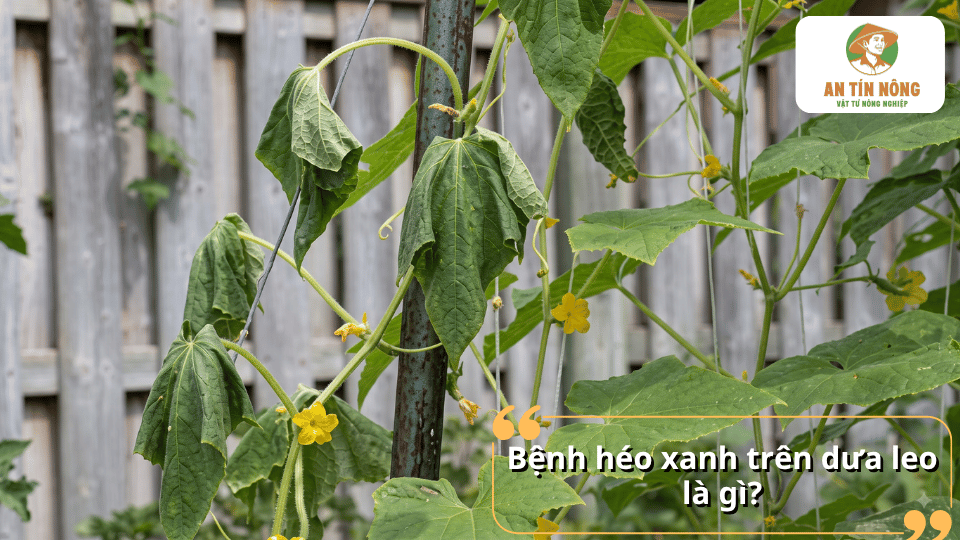 Triệu chứng bệnh héo xanh khiến lá dưa leo héo rũ.