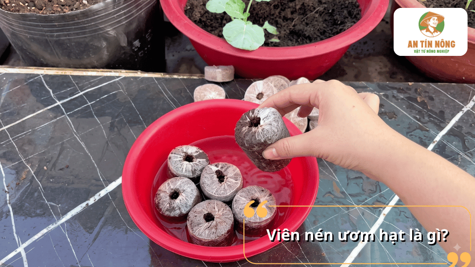 Viên nén ươm hạt xơ dừa là gì và cách sử dụng để gieo hạt hiệu quả.